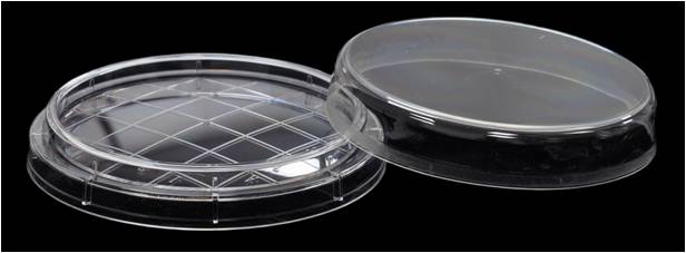 Grid bacterial culture dish